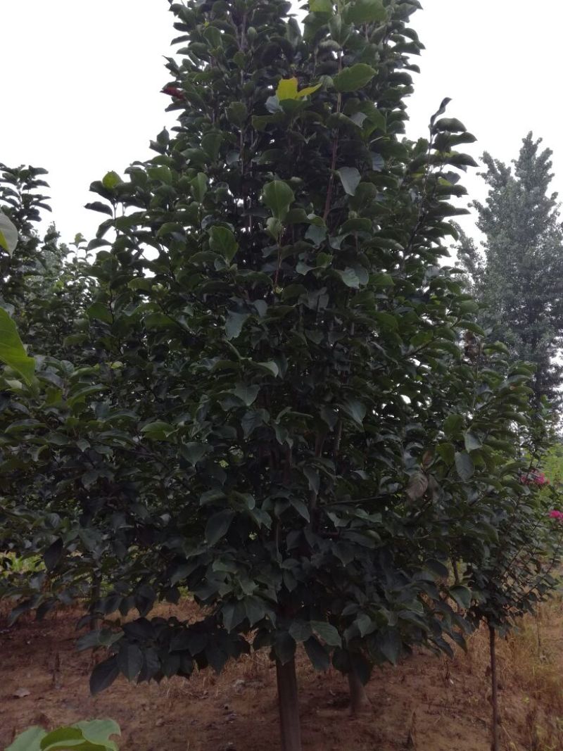 玉兰树8~10cm