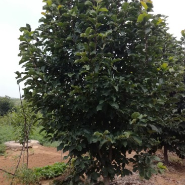 玉兰树8~10cm
