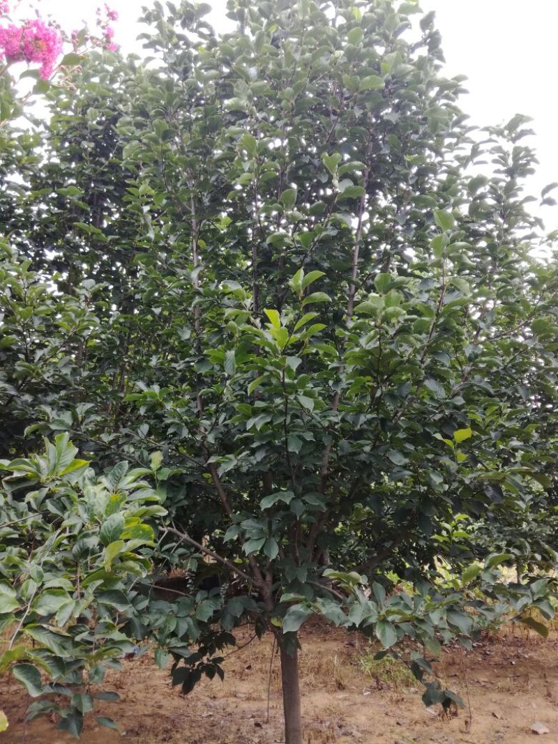 玉兰树8~10cm