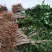 金桂花苗金桂花树苗桂花树苗1米以上基地直销量大价低
