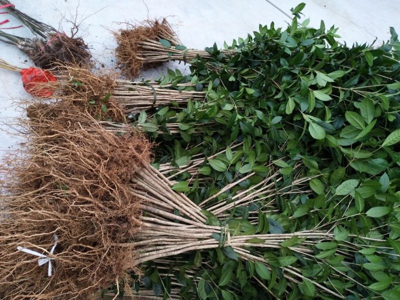 金桂花苗金桂花树苗桂花树苗1米以上基地直销量大价低