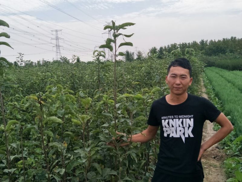 花椒苗大红袍花椒苗育苗基地无刺花椒苗基地