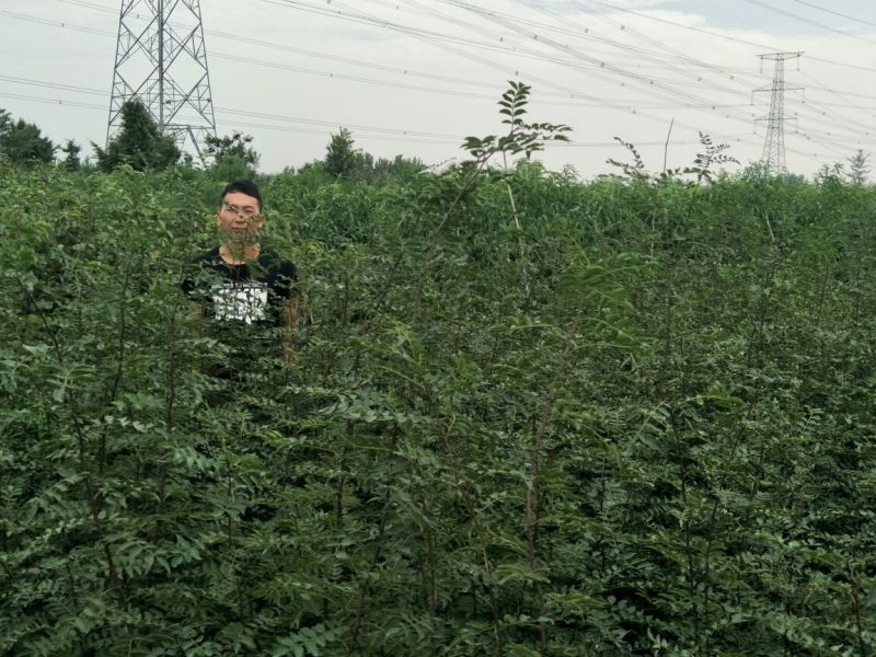 花椒苗大红袍花椒苗育苗基地无刺花椒苗基地