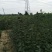 花椒苗大红袍花椒苗育苗基地无刺花椒苗基地