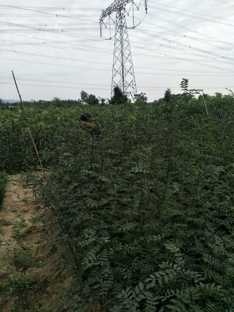 花椒苗大红袍花椒苗育苗基地无刺花椒苗基地