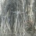 香玲核桃苗50~100cm一年苗