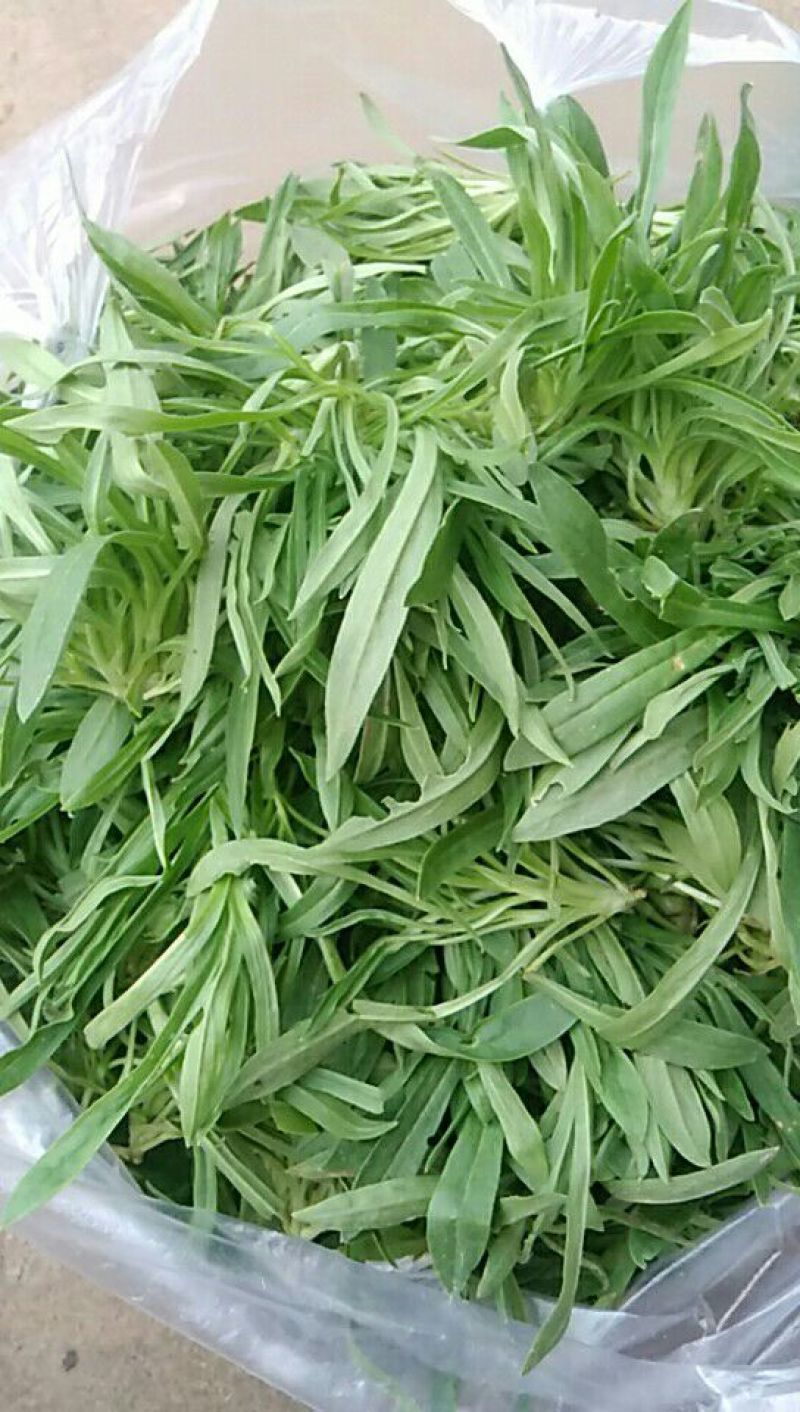 面条菜10cm以下