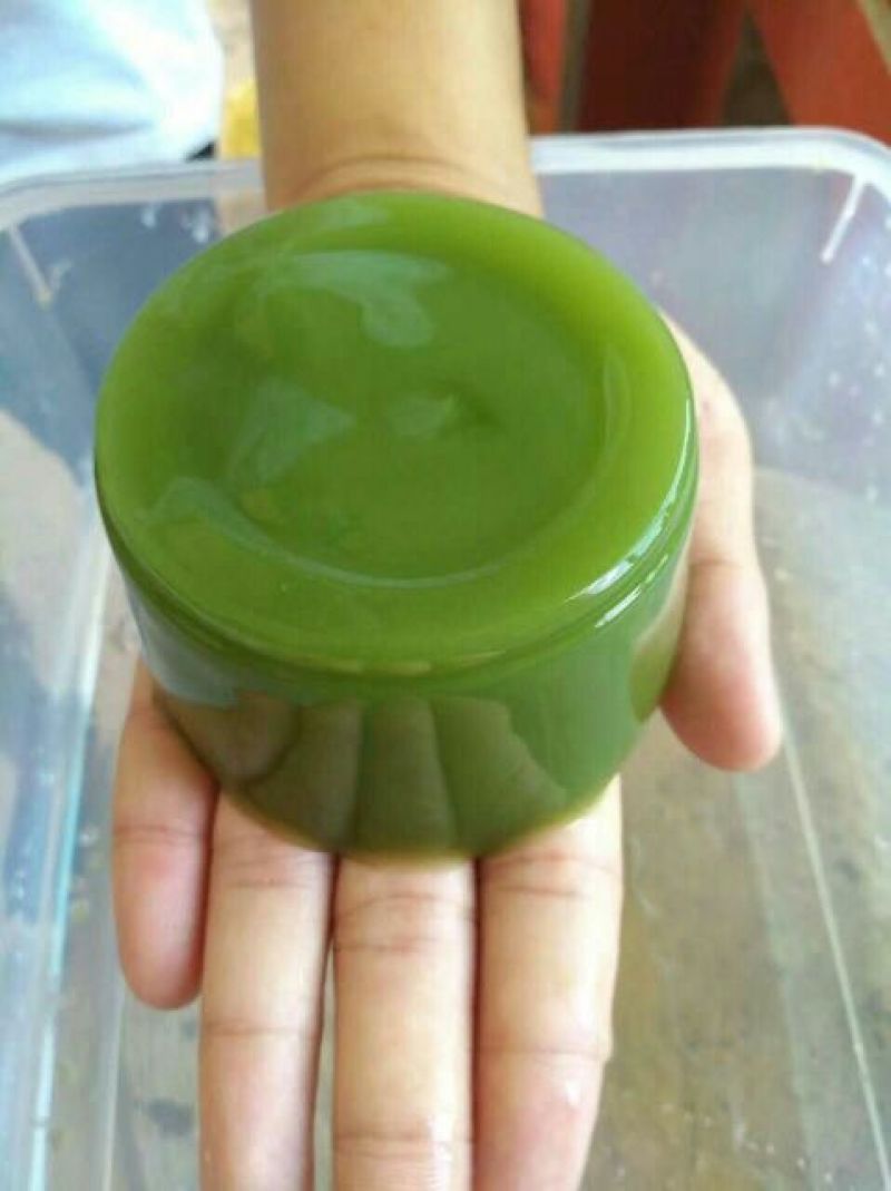 豆腐树苗80~100cm