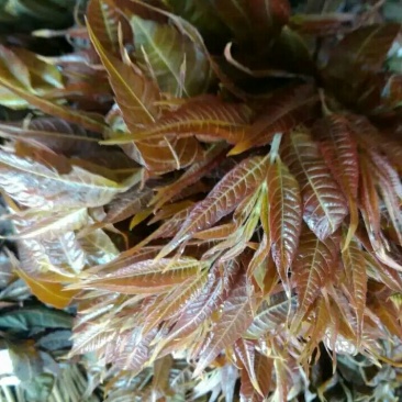香椿苗40~50cm大棚