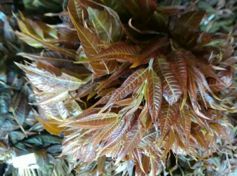 香椿苗40~50cm大棚