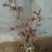 香椿苗40~50cm大棚