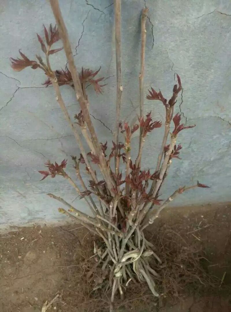 香椿苗40~50cm大棚
