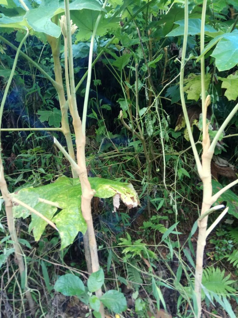 通草