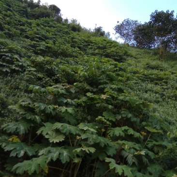通草
