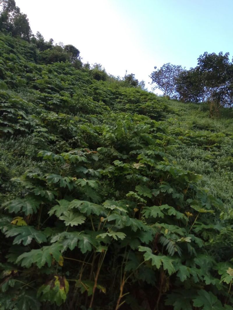 通草