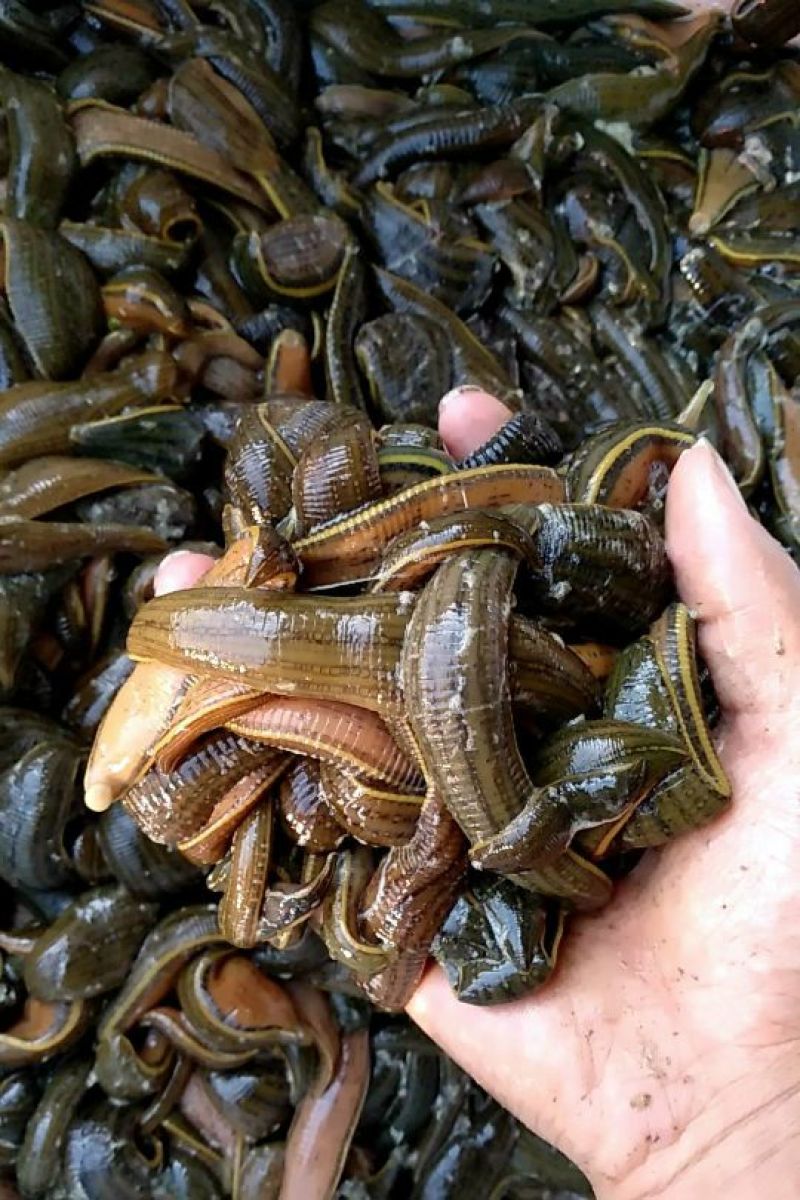 宽体金线蛭种苗，水蛭母种
