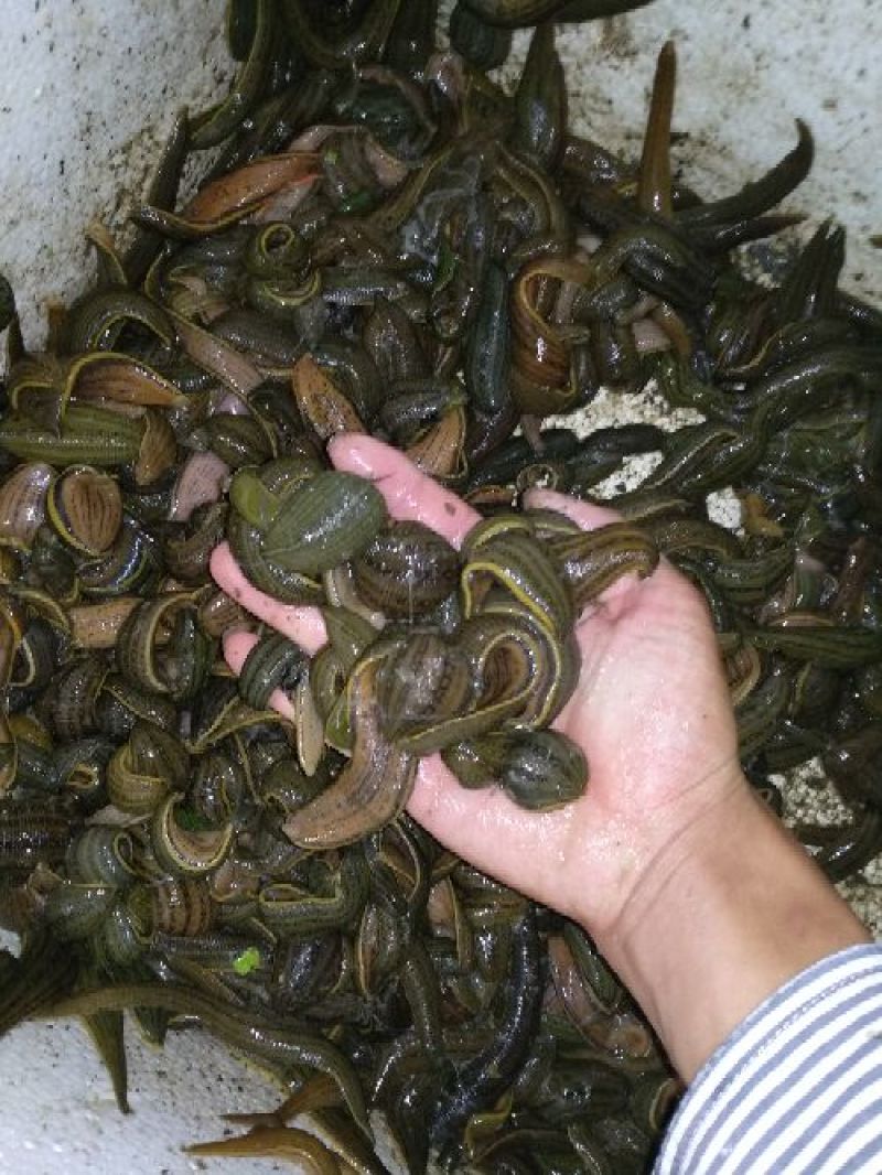 宽体金线蛭种苗，水蛭母种