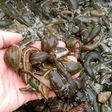 宽体金线蛭种苗，水蛭母种