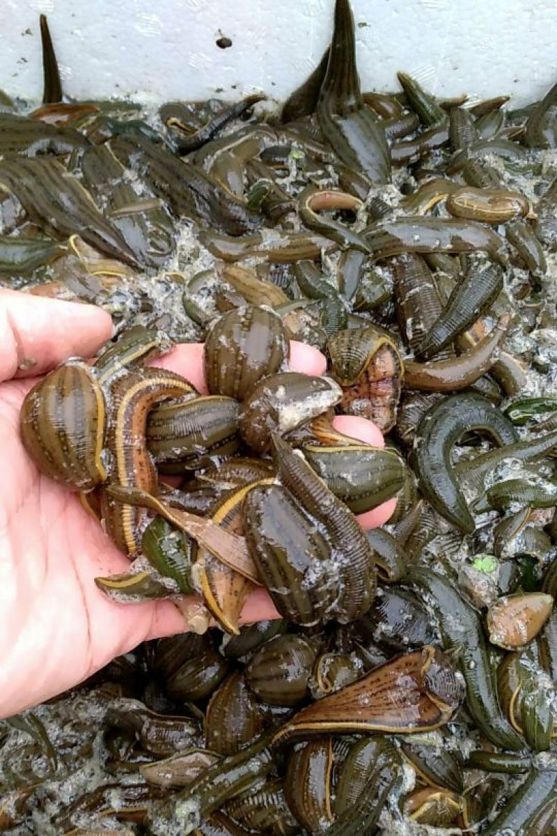 宽体金线蛭种苗，水蛭母种