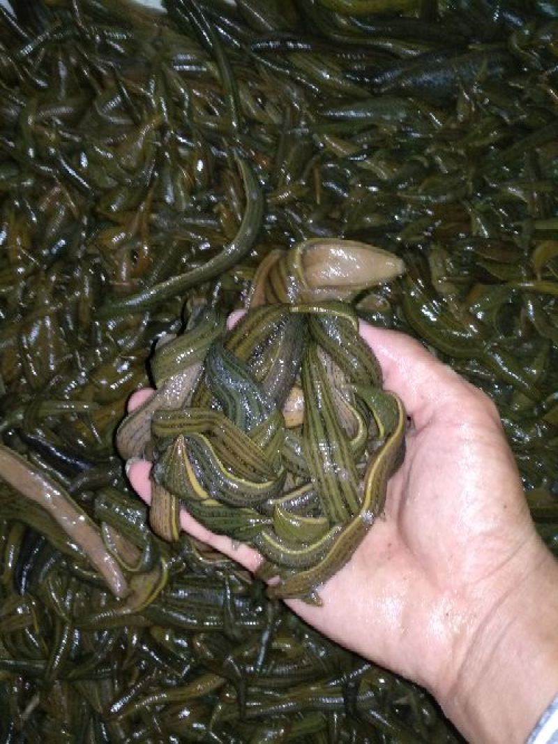 宽体金线蛭种苗，水蛭母种
