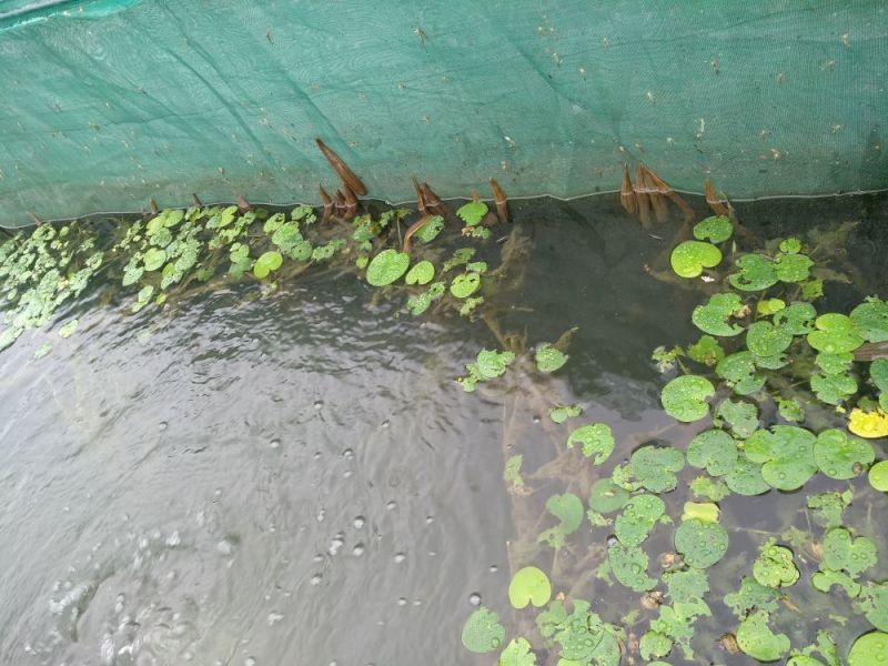 宽体金线蛭水蛭种蛭，水蛭青年苗，蚂蟥苗，蚂蟥种