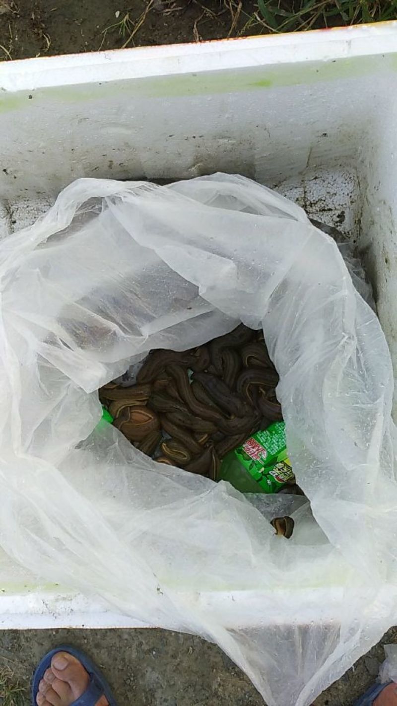 宽体金线蛭水蛭种蛭，水蛭青年苗，蚂蟥苗，蚂蟥种