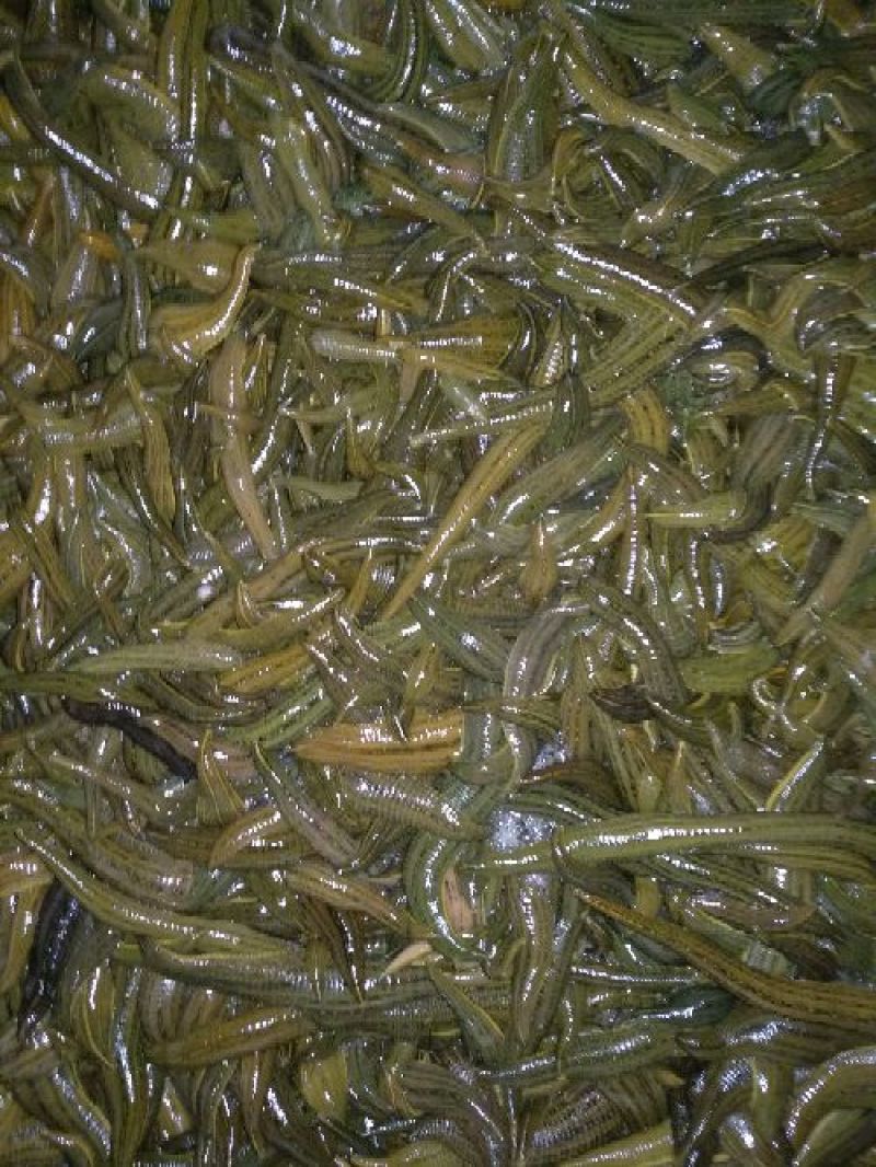 宽体金线蛭水蛭种蛭，水蛭青年苗，蚂蟥苗，蚂蟥种