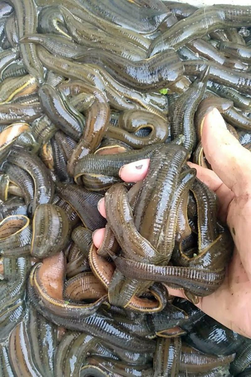 宽体金线蛭水蛭种蛭，水蛭青年苗，蚂蟥苗，蚂蟥种