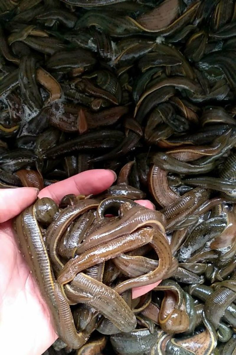 宽体金线蛭水蛭种蛭，水蛭青年苗，蚂蟥苗，蚂蟥种