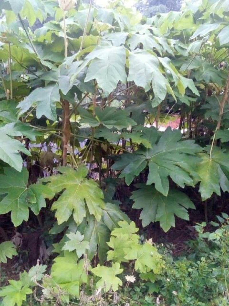通草