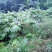 通草