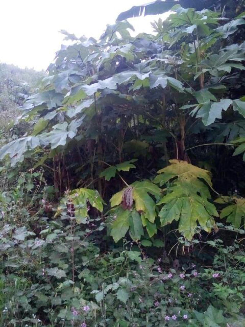通草
