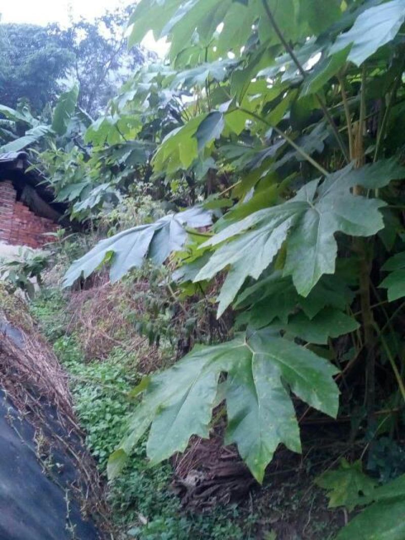通草