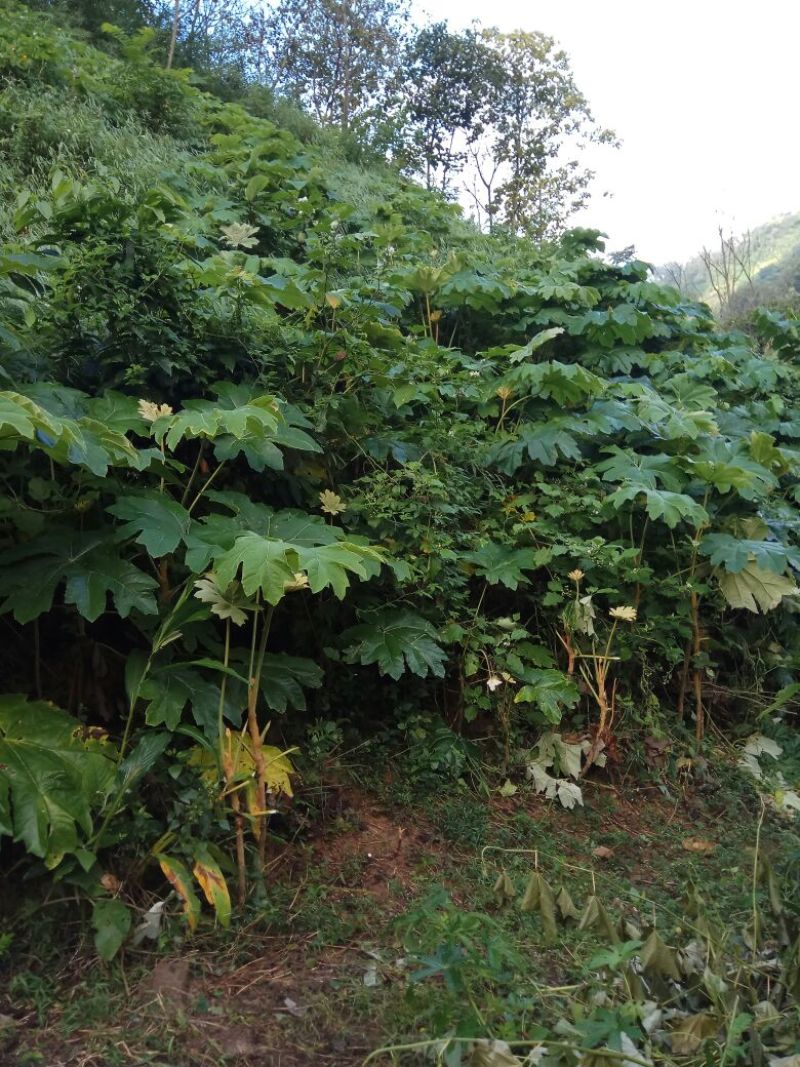 通草
