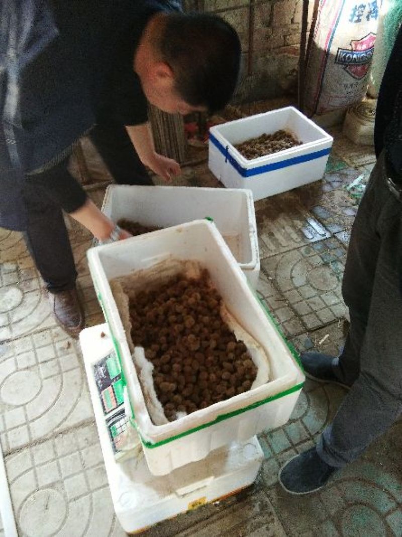 宽体金线蛭种苗，水蛭种苗，幼苗，卵茧，蚂蟥苗