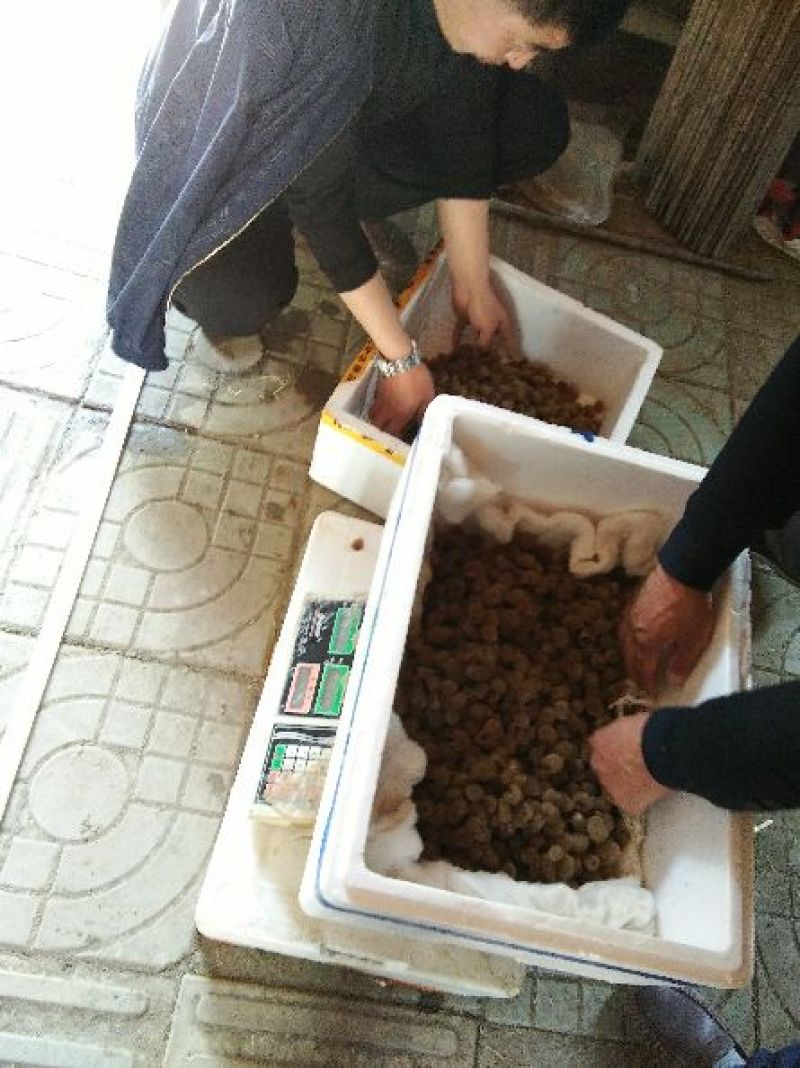 宽体金线蛭种苗，水蛭种苗，幼苗，卵茧，蚂蟥苗