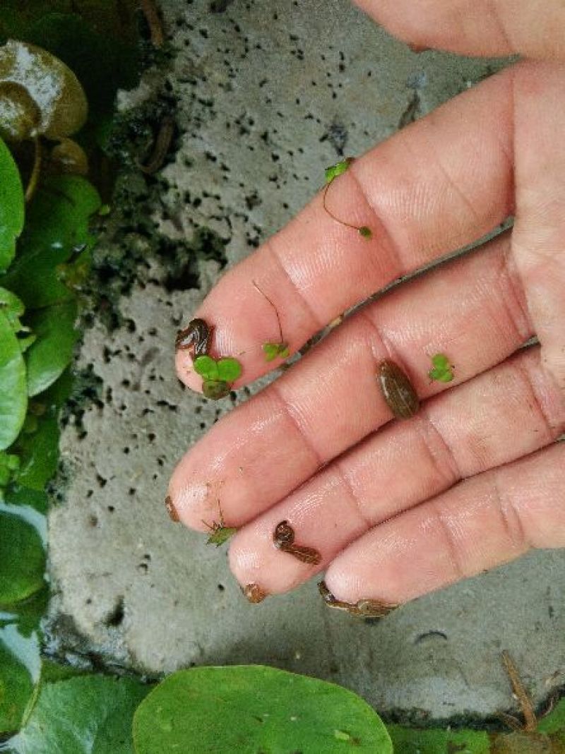 宽体金线蛭种苗，水蛭种苗，幼苗，卵茧，蚂蟥苗
