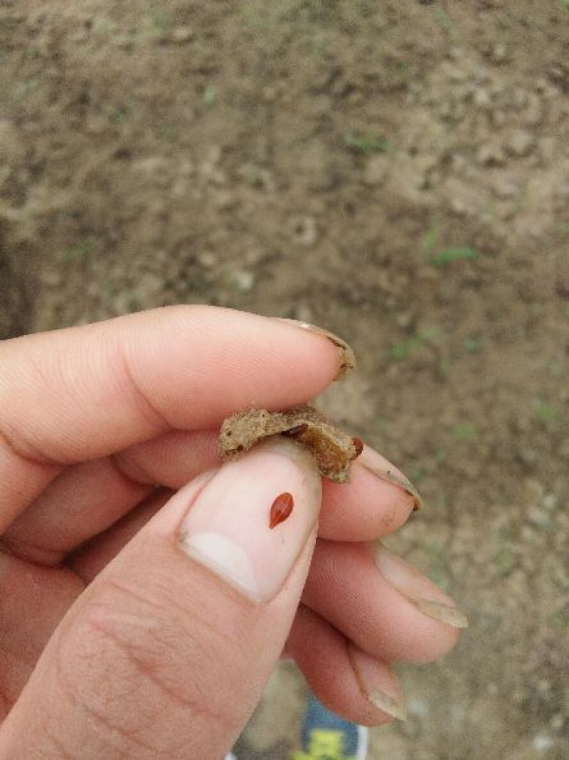 宽体金线蛭种苗，水蛭种苗，幼苗，卵茧，蚂蟥苗