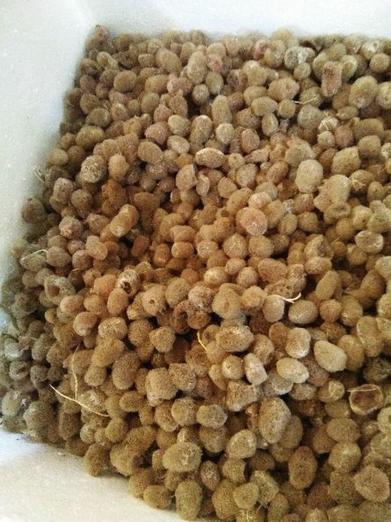 宽体金线蛭种苗，水蛭种苗，幼苗，卵茧，蚂蟥苗