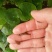 宽体金线蛭种苗，水蛭种苗，幼苗，卵茧，蚂蟥苗