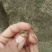 宽体金线蛭种苗，水蛭种苗，幼苗，卵茧，蚂蟥苗