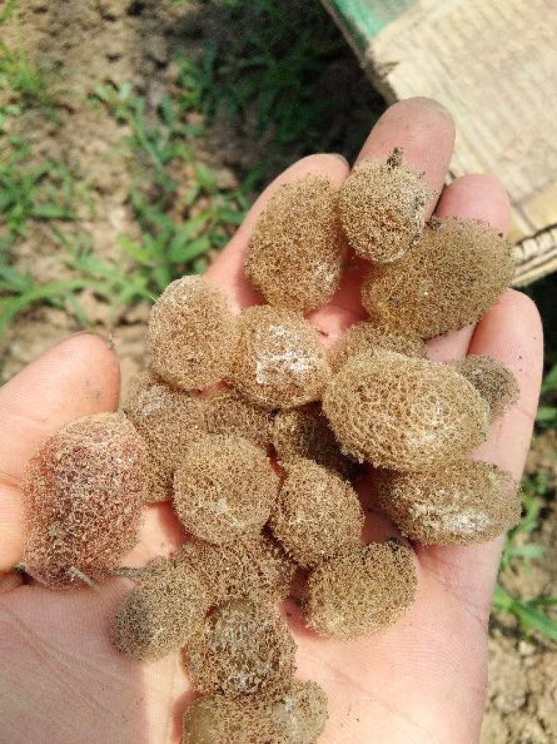 宽体金线蛭种苗，水蛭种苗，幼苗，卵茧，蚂蟥苗