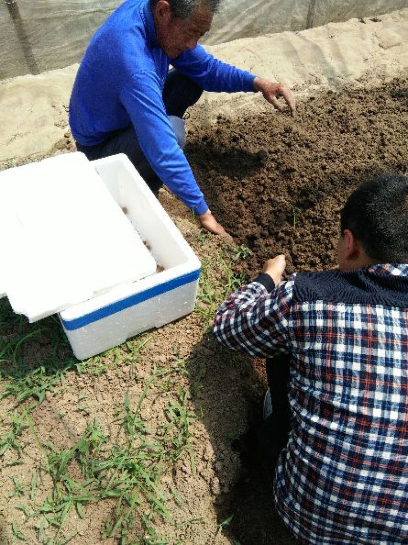 宽体金线蛭种苗，水蛭种苗，幼苗，卵茧，蚂蟥苗