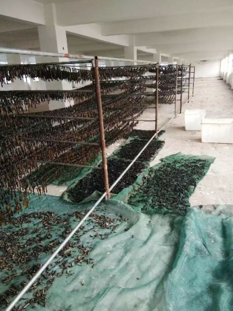 宽体金线蛭药用水蛭吊干，清水吊杆，原装货