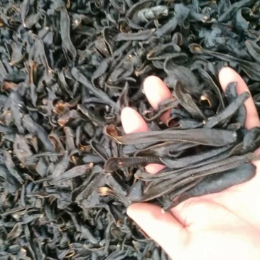 宽体金线蛭药用水蛭吊干，清水吊杆，原装货