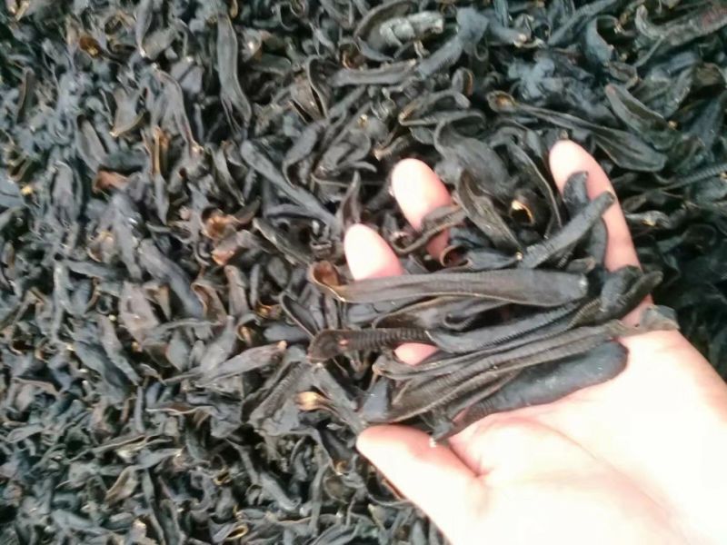 宽体金线蛭药用水蛭吊干，清水吊杆，原装货