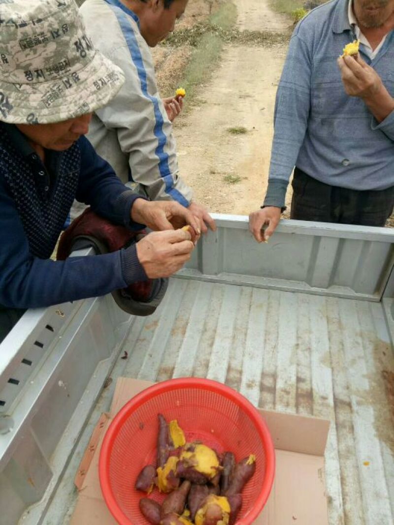紫薯全粉