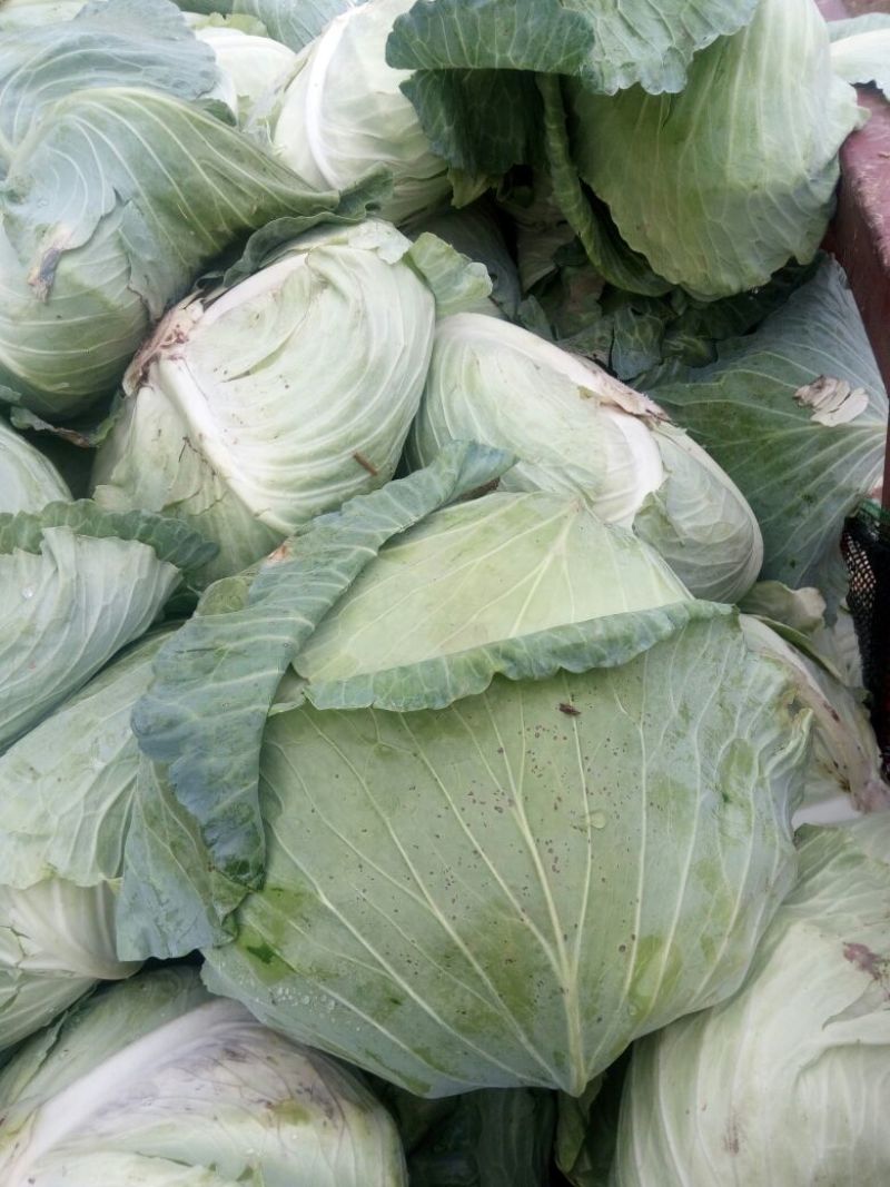 供应京丰甘蓝平包鬼得白莲花白大量上市，质量好，色泽好