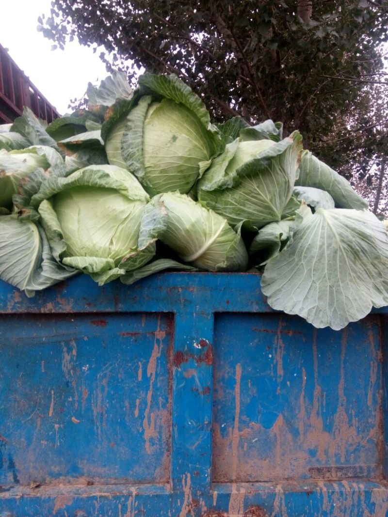 供应京丰甘蓝平包鬼得白莲花白大量上市，质量好，色泽好