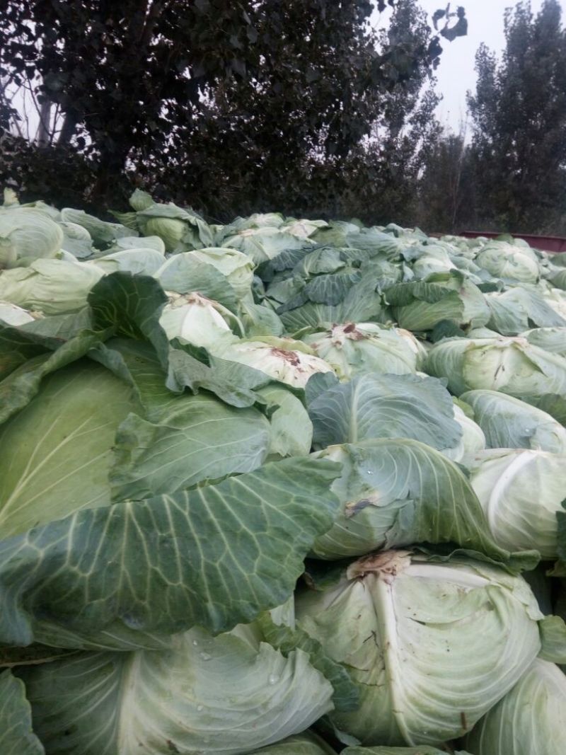 供应京丰甘蓝平包鬼得白莲花白大量上市，质量好，色泽好